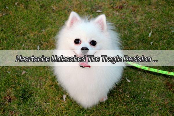 Heartache Unleashed The Tragic Decision That Left a Pawsome Life Unsaved